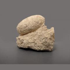 Fossil Crocodile Egg From France