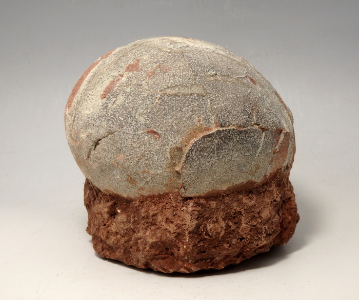 Fossilised Dendrolithus Hadrosaur Dinosaur Egg Den of Antiquity