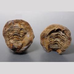 Calymene Trilobite In Nodule From Morocco