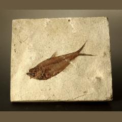 Knightia Fish Fossil From The Green River Formation