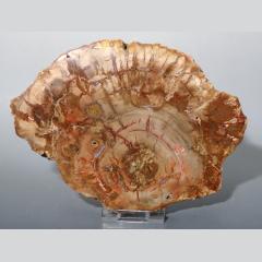 Large Petrified Fossil Wood Slice From Madagascar
