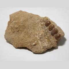Fossillised Phcnodonidae Gyrodus Jaw Fragment With Teeth